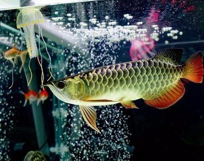 金龍魚吃什么最好長得快一點：金龍魚吃什么長得快
