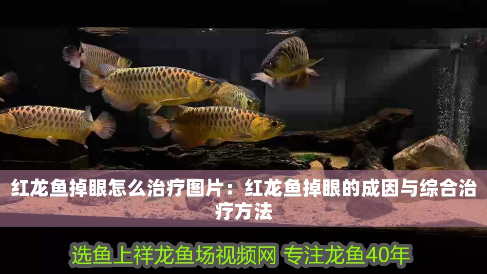 紅龍魚掉眼怎么治療圖片：紅龍魚掉眼的成因與綜合治療方法