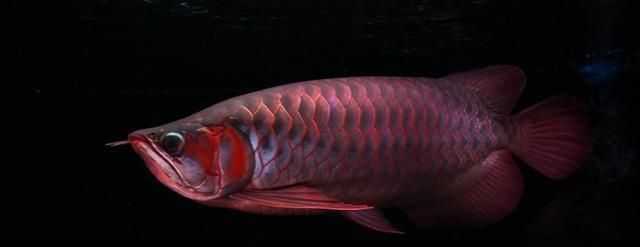 龍魚的體型和什么有關系：龍魚體型與其品種有直接關系，
