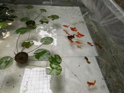 養龍魚可以加高濃縮硝化細菌液嗎（養龍魚時可以添加硝化細菌嗎？）