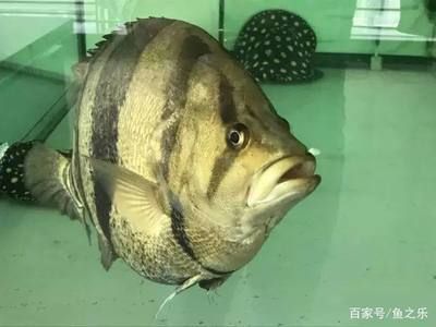 龍魚會咬虎魚嗎：如何判斷龍魚是否攻擊虎魚