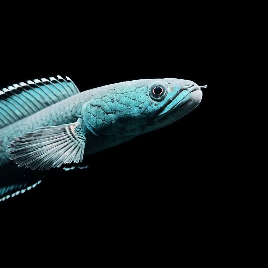 龍魚養(yǎng)不大什么原因 龍魚養(yǎng)不大什么原因 龍魚百科 第4張