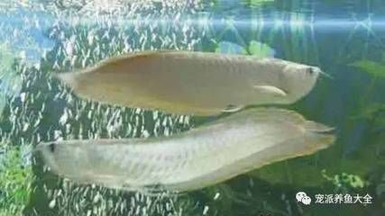 銀龍魚活餌喂養注意事項:銀龍魚活餌喂養注意事項包括避免眼睛下視的方法 龍魚百科 第1張 銀龍魚活餌喂養注意事項:銀龍魚活餌喂養注意事項包括避免眼睛下視的方法 銀龍魚活餌喂養注意事項:銀龍魚活餌喂養注意事項包括避免眼睛下視的方法 龍魚百科 第1張