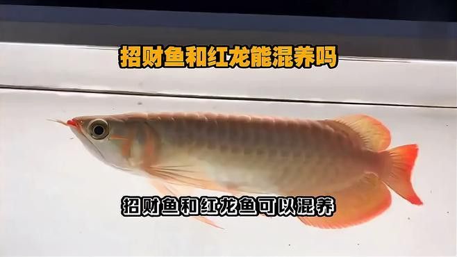 招財魚和龍魚混養好不好呢視頻