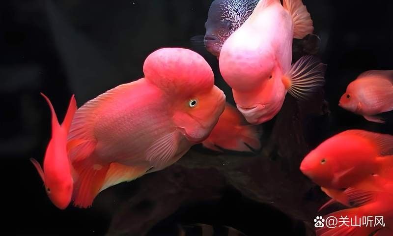 飛鳳魚會吸食金龍魚嗎？ 飛鳳魚會吸食金龍魚嗎？ 龍魚百科 第5張