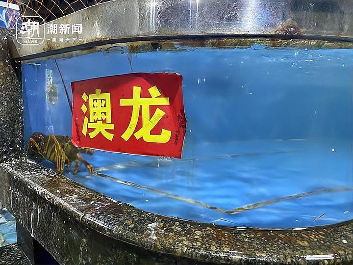 紅龍果和澳龍的價格差異大嗎？