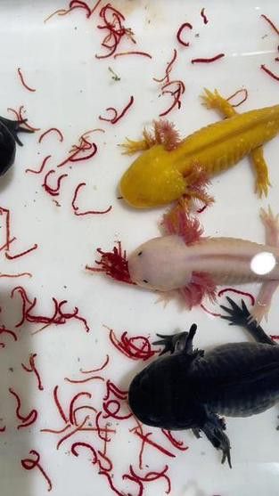恐龍魚吃什么食物最好 恐龍魚吃什么食物最好 龍魚百科 第1張
