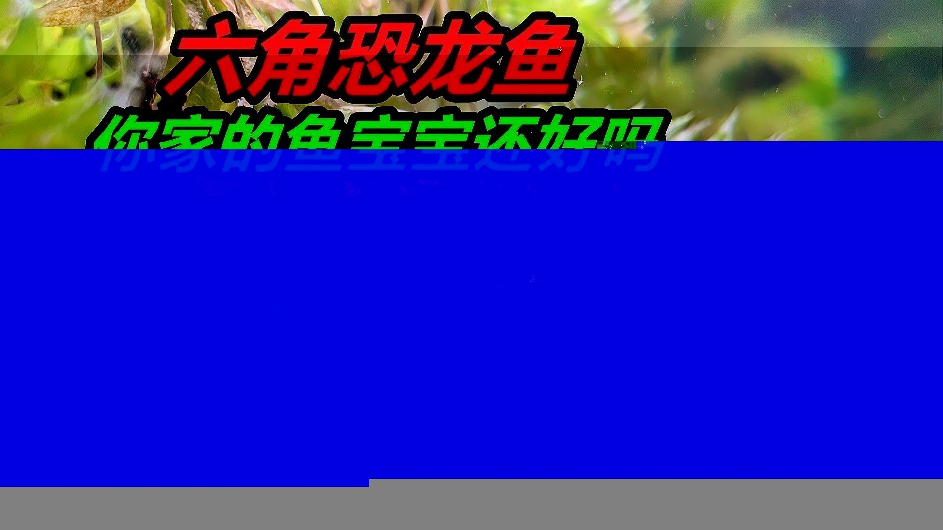恐龍魚吃什么食物最好 恐龍魚吃什么食物最好 龍魚百科 第8張