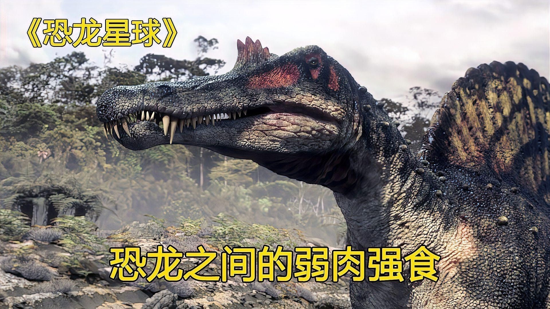 恐龍魚吃什么食物最好 恐龍魚吃什么食物最好 龍魚百科 第7張