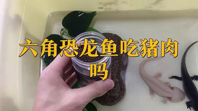 恐龍魚吃什么食物最好 恐龍魚吃什么食物最好 龍魚百科 第10張