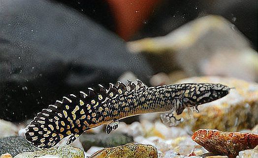 恐龍魚吃什么食物最好 恐龍魚吃什么食物最好 龍魚百科 第11張