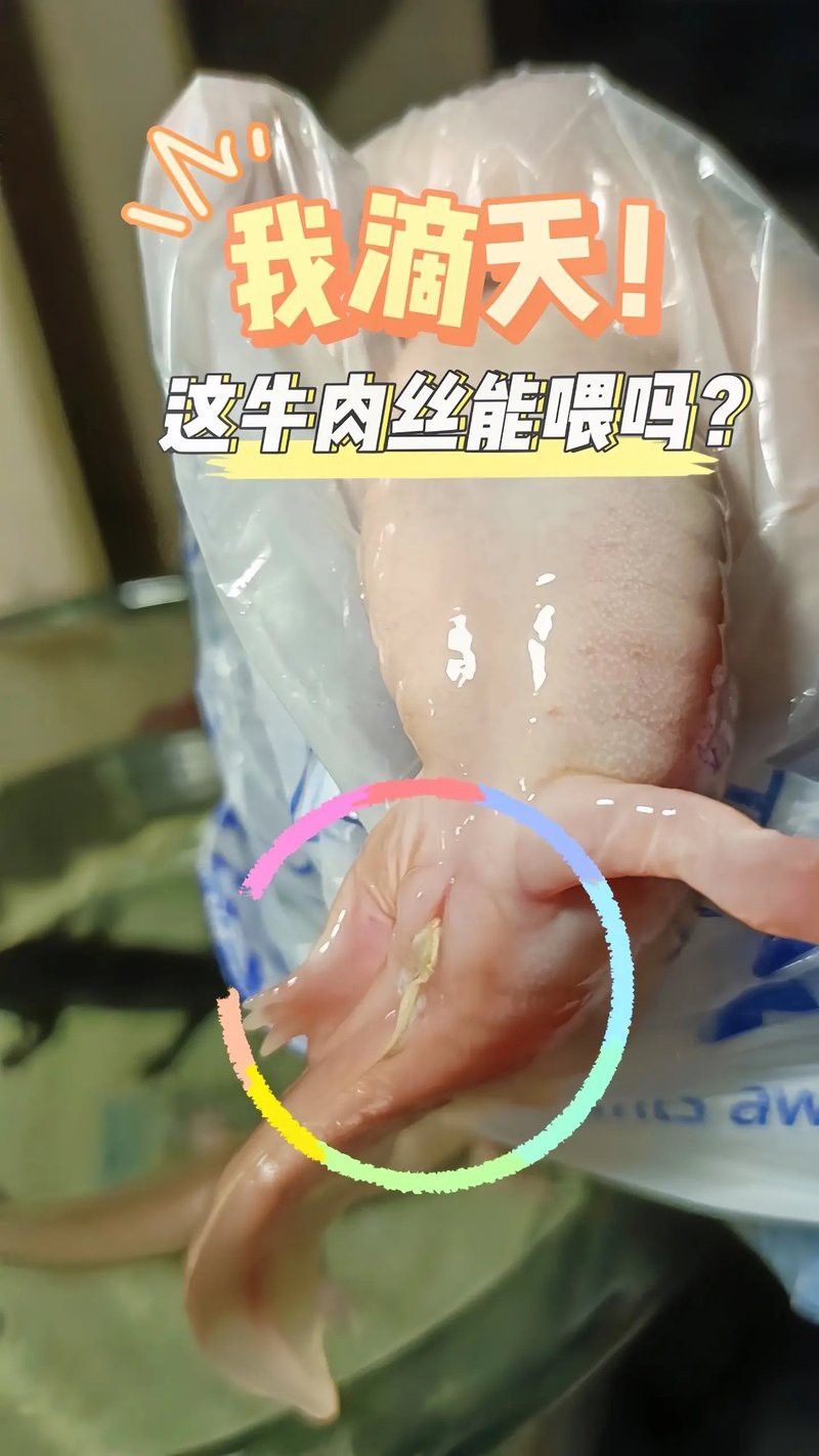 恐龍魚吃什么食物最好 恐龍魚吃什么食物最好 龍魚百科 第12張