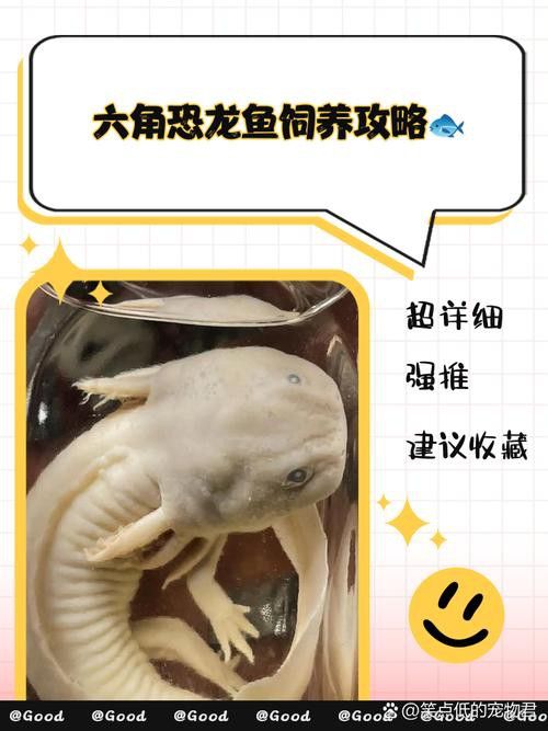 恐龍魚吃什么食物最好 恐龍魚吃什么食物最好 龍魚百科 第16張