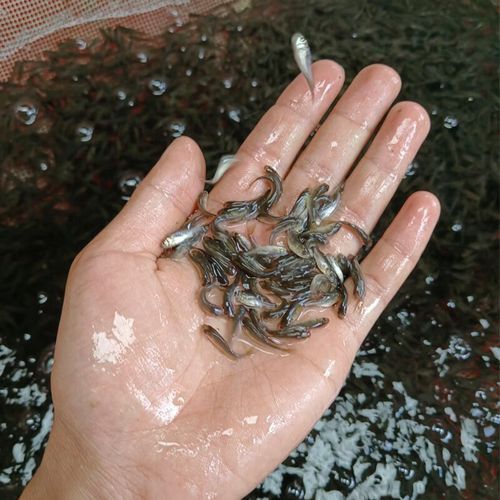 恐龍魚吃什么食物最好 恐龍魚吃什么食物最好 龍魚百科 第17張