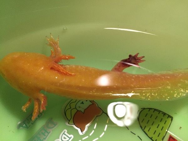 六角恐龍魚食物喂了二十多粒會死嗎，