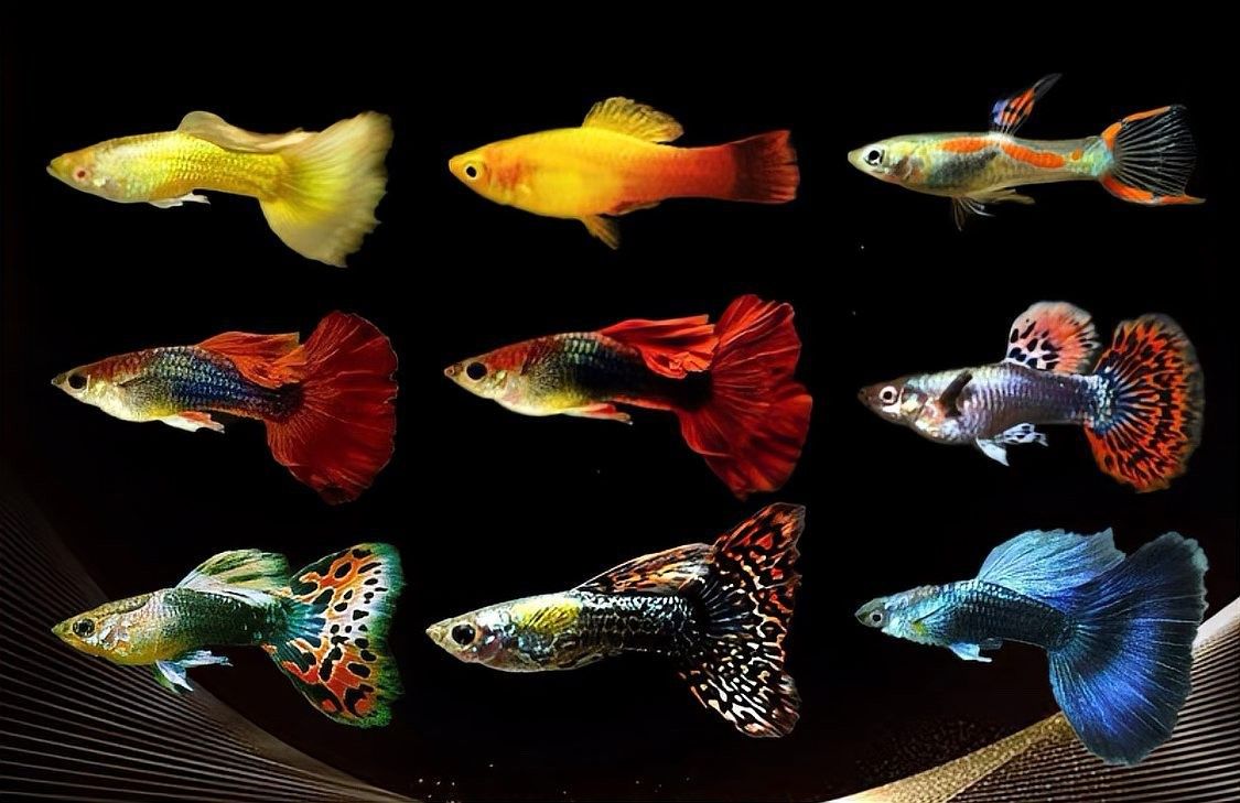 龍魚好養(yǎng)還是鸚鵡好養(yǎng)