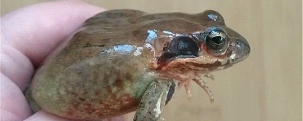 林蛙喂龍魚多久喂一次：林蛙喂龍魚多久喂一次，