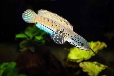 雷龍魚怎么喂，如何判斷雷龍魚飽腹，雷龍魚飼料選擇指南