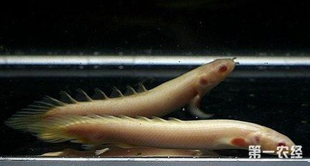 白龍魚品種（白金龍魚的五大品種360問答帶你了解龍魚的五大品種） 白龍魚品種（白金龍魚的五大品種360問答帶你了解龍魚的五大品種） 龍魚百科 第3張