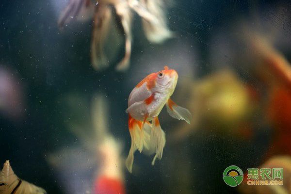 龍魚疾病預防措施有哪些內容和方法：如何判斷龍魚健康狀態，防止龍魚寄生蟲的有效方法 龍魚疾病預防措施有哪些內容和方法：如何判斷龍魚健康狀態，防止龍魚寄生蟲的有效方法 龍魚百科 第1張