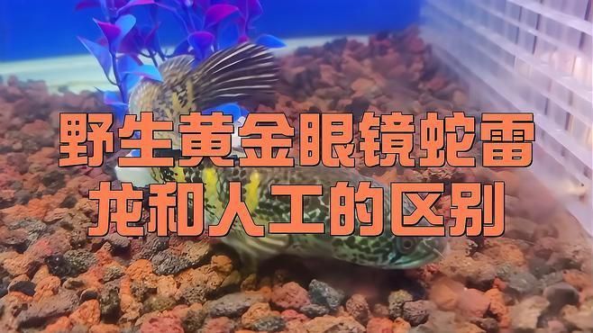 如何區分野生和養殖雷龍魚 龍魚百科 第1張 如何區分野生和養殖雷龍魚 如何區分野生和養殖雷龍魚 龍魚百科 第1張