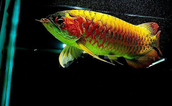馬來西亞紅龍魚長大圖片 龍魚百科 第24張 馬來西亞紅龍魚長大圖片 馬來西亞紅龍魚長大圖片 龍魚百科 第24張