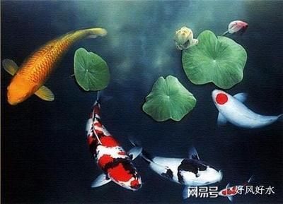 風水龍魚養幾條好旺財（龍魚養幾條最好風水學）