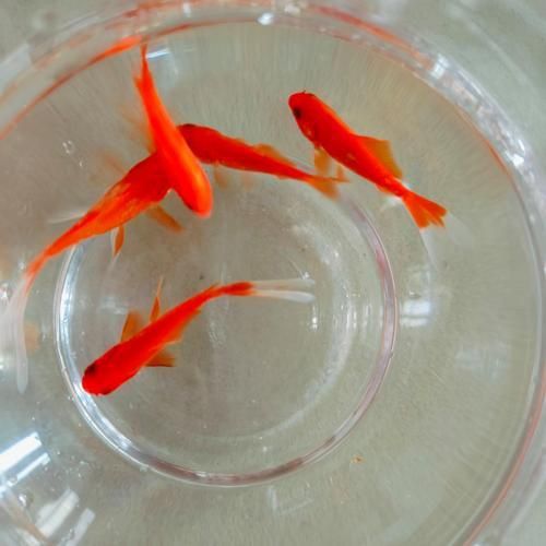 小金魚圖片