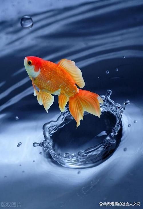小金魚圖片