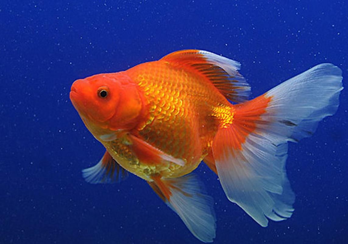 小金魚圖片