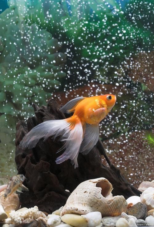 小金魚圖片