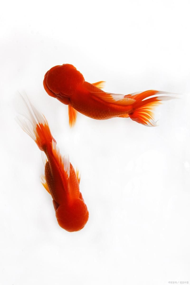 小金魚圖片