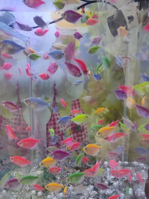 小金魚圖片