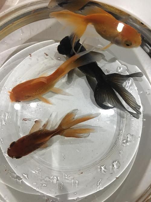 小金魚圖片