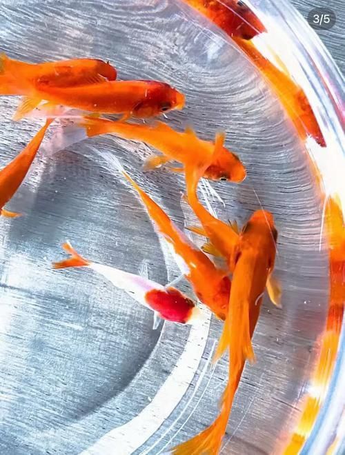 小金魚圖片