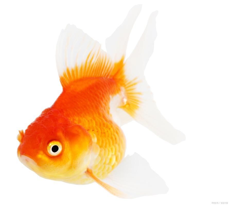 小金魚圖片
