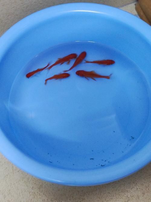 小金魚圖片