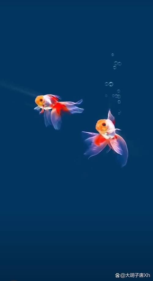 小金魚圖片