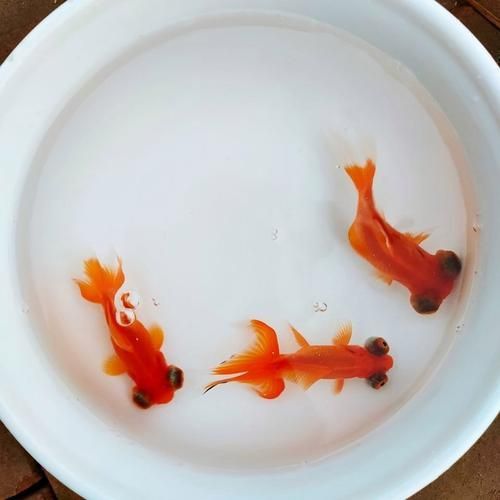 小金魚圖片