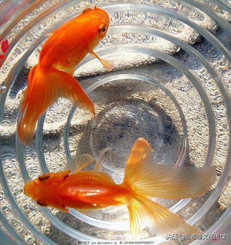 小金魚圖片