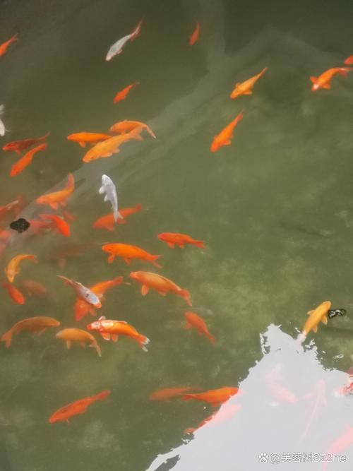 小金魚圖片