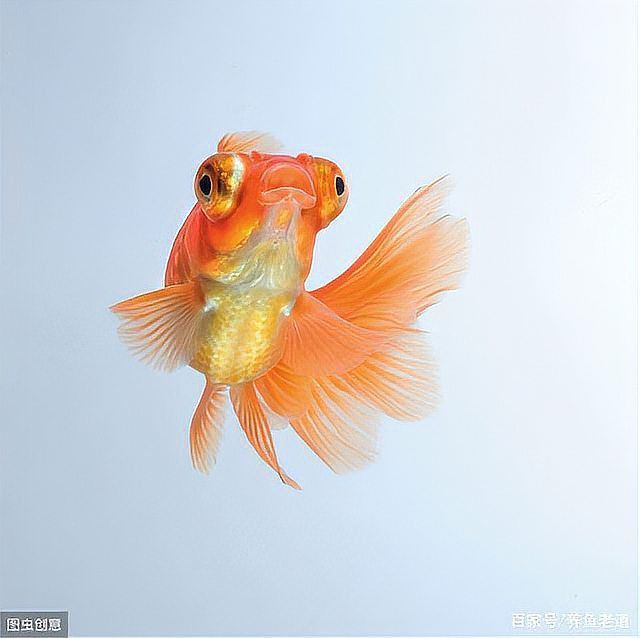小金魚圖片