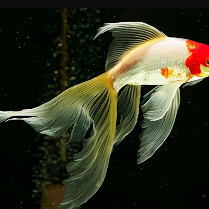 小金魚圖片