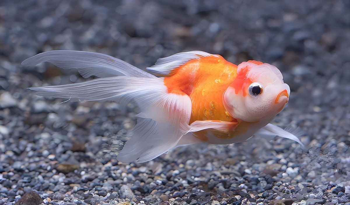 小金魚圖片