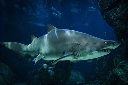 龍魚魚缸十大排名榜：2024年十大龍魚魚缸品牌排名
