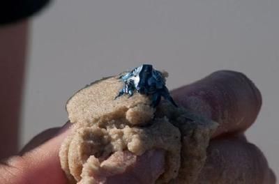 藍龍魚喂什么飼料（藍龍魚喂食量控制技巧藍龍魚活餌安全處理方法）