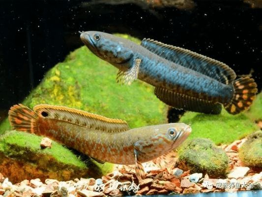 雷龍魚品種大全 龍魚百科 第1張 雷龍魚品種大全 雷龍魚品種大全 龍魚百科 第1張
