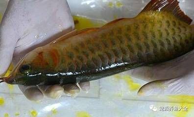 龍魚翻肚子扶正需要幾天：對于龍魚翻肚子扶正需要幾天這一問題，答案并不是固定的 龍魚翻肚子扶正需要幾天：對于龍魚翻肚子扶正需要幾天這一問題，答案并不是固定的 龍魚百科 第1張
