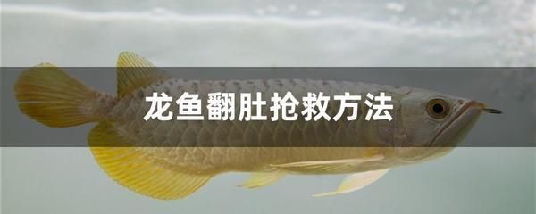 龍魚翻肚子扶正需要幾天：對于龍魚翻肚子扶正需要幾天這一問題，答案并不是固定的 龍魚翻肚子扶正需要幾天：對于龍魚翻肚子扶正需要幾天這一問題，答案并不是固定的 龍魚百科 第2張