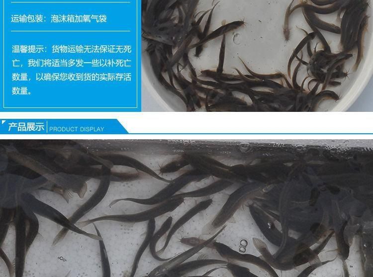 龍魚喂養魚干好嗎怎么喂：龍魚喂養魚干好嗎